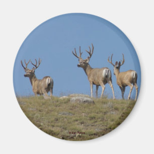 D9 Mule Deer Bucks in Velvet Magnet