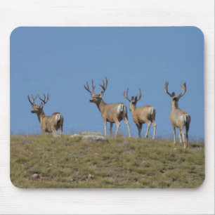 D9 Mule Deer Bucks in Velvet Mouse Mat
