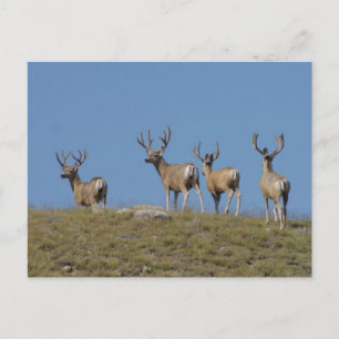 D9 Mule Deer Bucks in Velvet Sky Lined Postcard