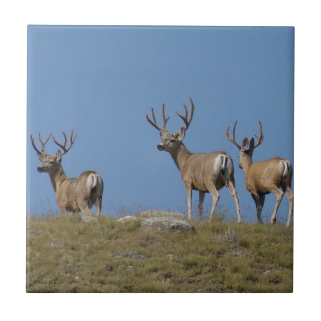 D9 Mule Deer Bucks in Velvet Tile (Front)