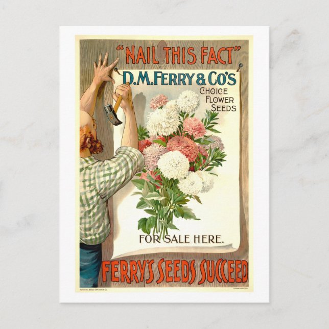 D.M. Ferry Vintage Flower Seed Advertisement Postcard (Front)