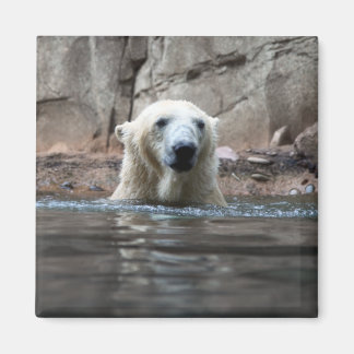 Da bear magnet
