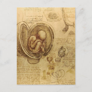 da Vinci - Embryo Sketch Postcard