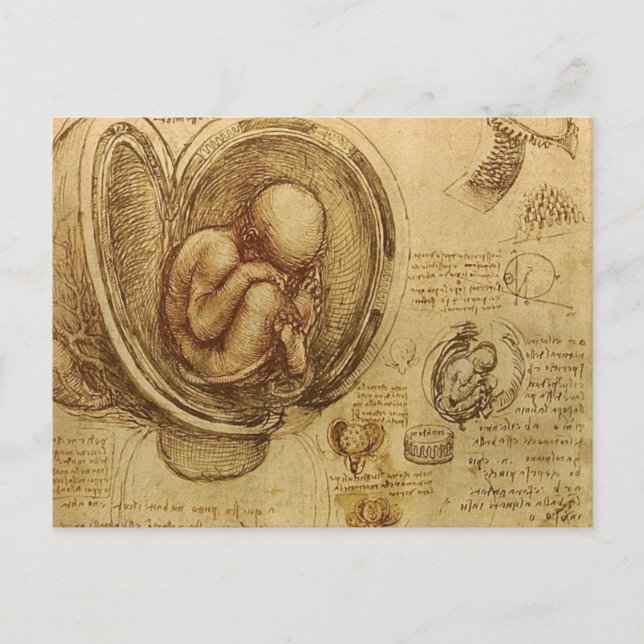 da Vinci - Embryo Sketch Postcard (Front)