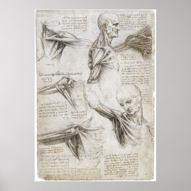 Da Vinci, Leonardo - Study of Anatomy Poster (Front)