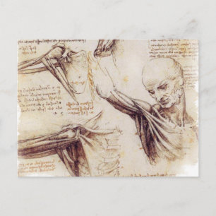 da Vinci — Shoulder Sketch Postcard