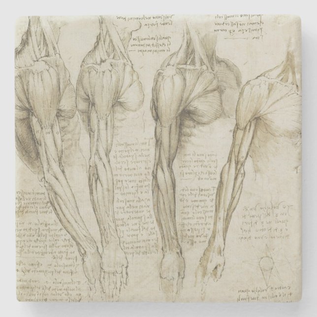 Da Vinci's Human Arm Anatomy Stone Coaster (Front)