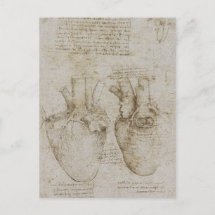 Da Vinci's Human Heart Anatomy Sketches Postcard