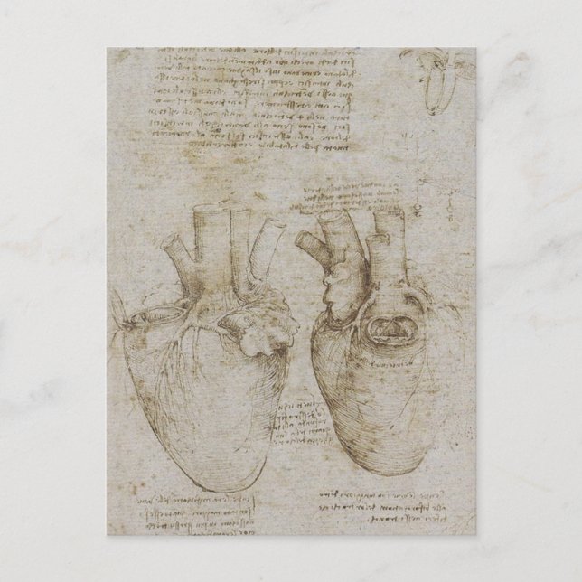 Da Vinci's Human Heart Anatomy Sketches Postcard (Front)