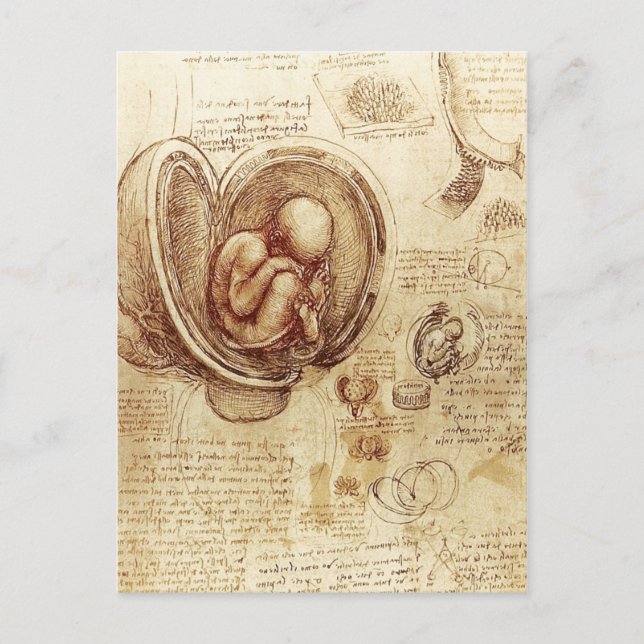 Da Vinci's Studies of Embryos Postcard (Front)