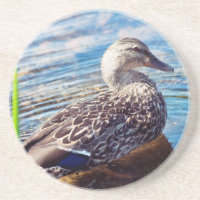 Dabbling Ripples
