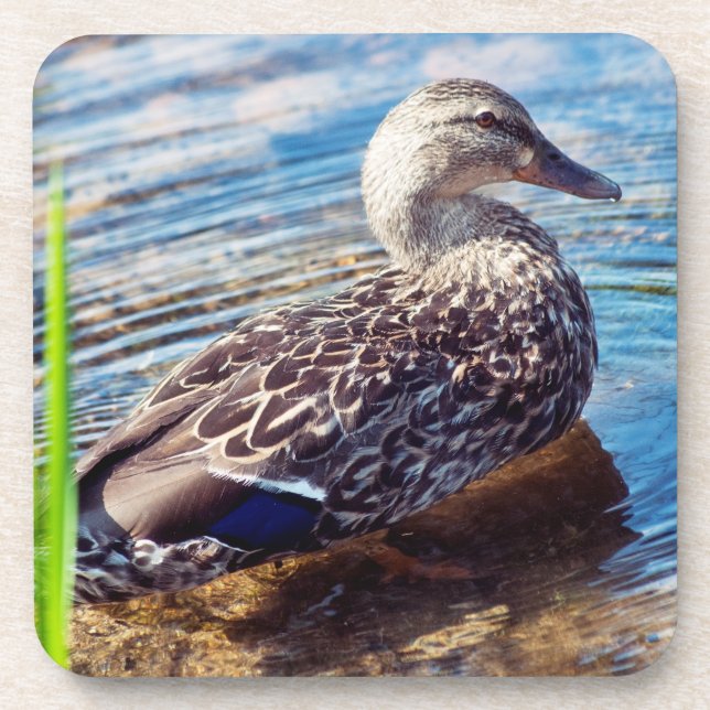 Dabbling Ripples Coaster (Front)