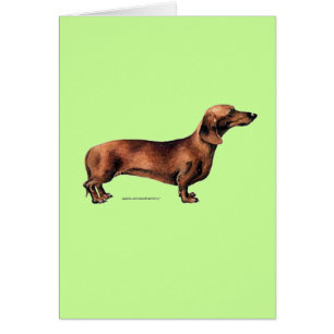Dachshund