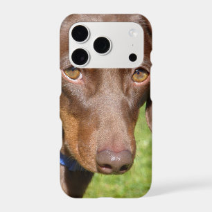 Dachshund