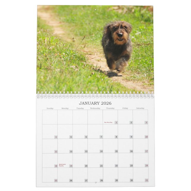 Dachshund 2009 - customisable calendar! calendar (Jan 2026)