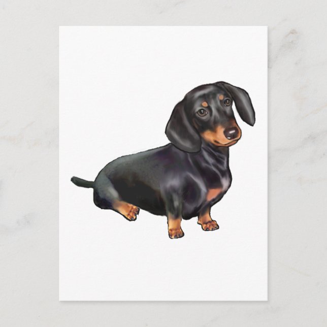 Dachshund (A) - Black and Tan Postcard (Front)