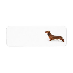 Dachshund Address Label