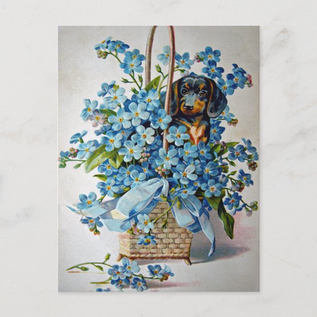 Dachshund and Forget-Me-Nots Postcard (Front)