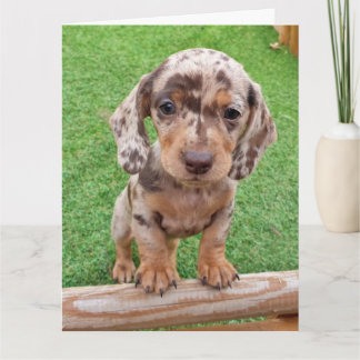 Dachshund Birthday card