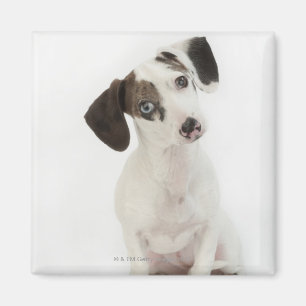 Dachshund/Chihuahua female puppy staring Magnet