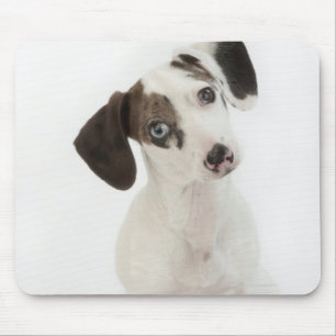 Dachshund/Chihuahua female puppy staring Mouse Mat