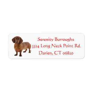 Dachshund Chocolate Brown Puppy Dog Red