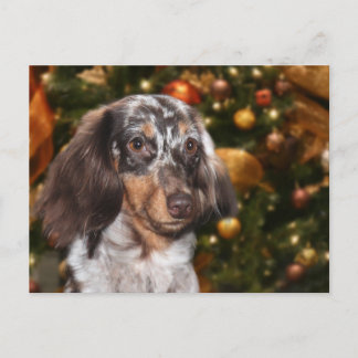 Dachshund Christmas Holiday Postcard