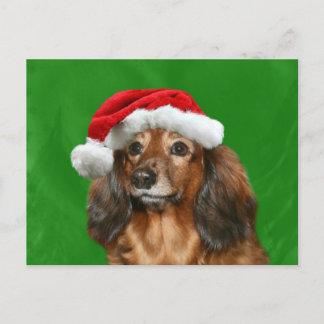 Dachshund Christmas Holiday Postcard