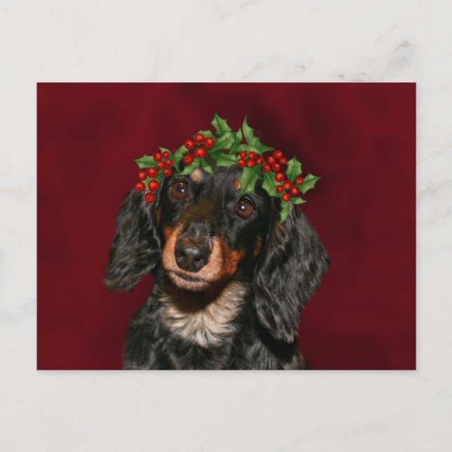 Dachshund Christmas Holiday Postcard (Front)