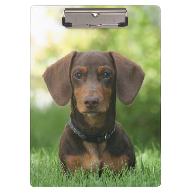 Dachshund Clipboard (Front)