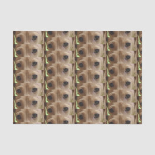 dachshund cream eyes tissue paper