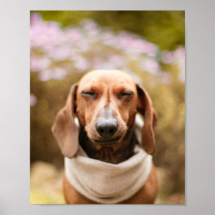 Dachshund   Cute dog close up poster