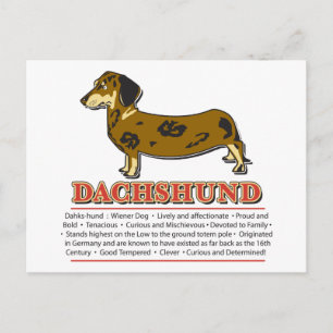 Dachshund Dictionary Postcard