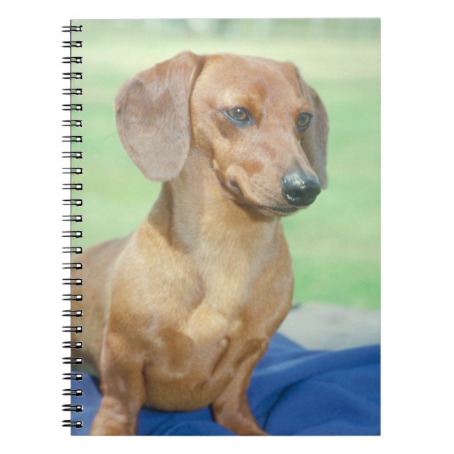 Dachshund Dog Notebook (Front)