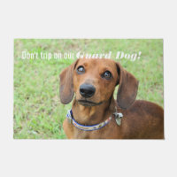 Dachshund