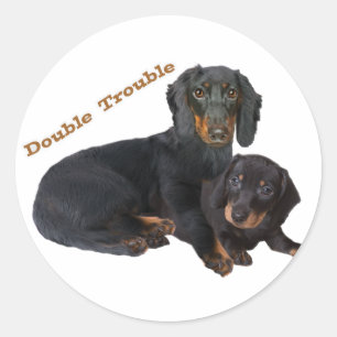 Dachshund Double Trouble Classic Round Sticker
