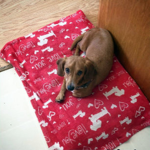 Dachshund Doxie Valentine's Day Hearts Blanket