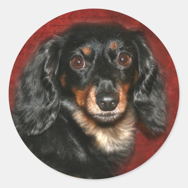 Dachshund face classic round sticker (Front)