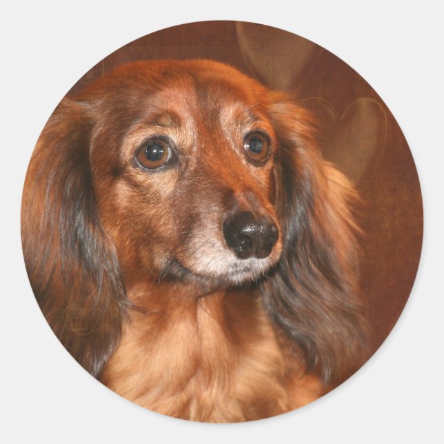 Dachshund face classic round sticker (Front)