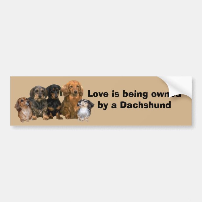 Dachshund Gang Bumper Sticker (Front)