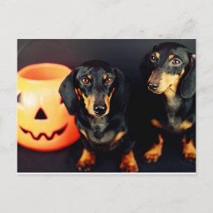 Dachshund Halloween Postcard