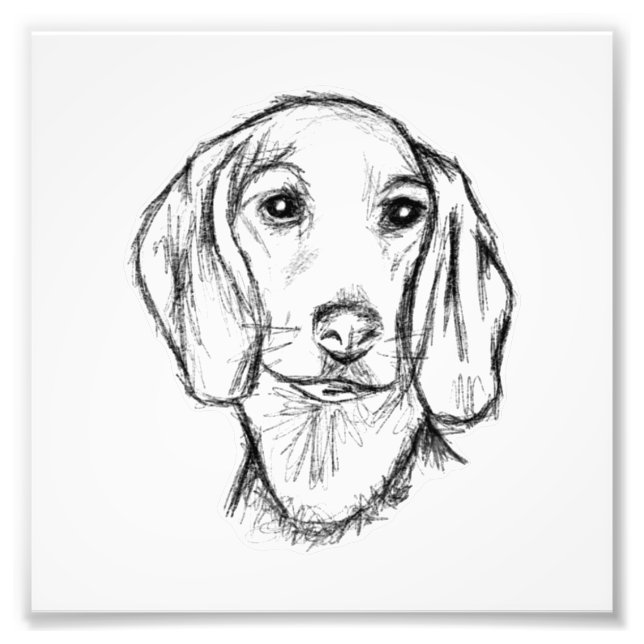 dachshund hand drawn sketch black white puppy dog  photo print (Front)