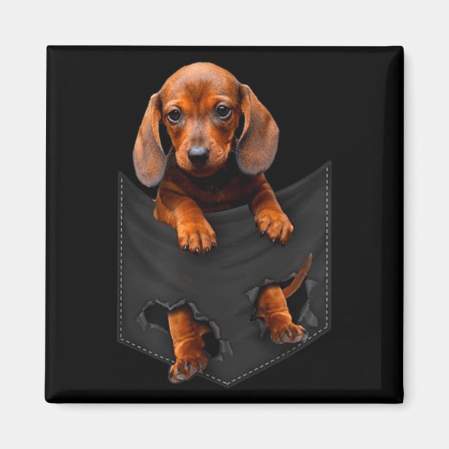 Dachshund In My Cket  Magnet (Front)