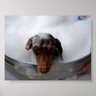 Dachshund in Tub Poster