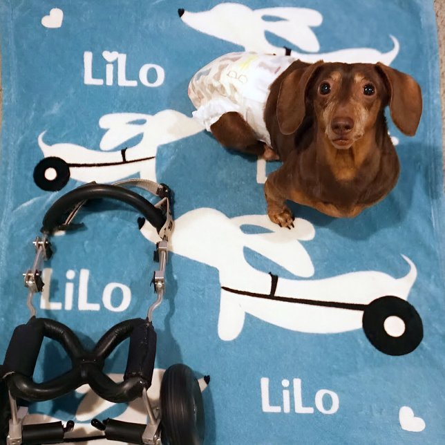 Dachshund IVDD Wheelchair Wiener Dog Blanket (IVDD survivor gift - personalized wiener dog blanket )