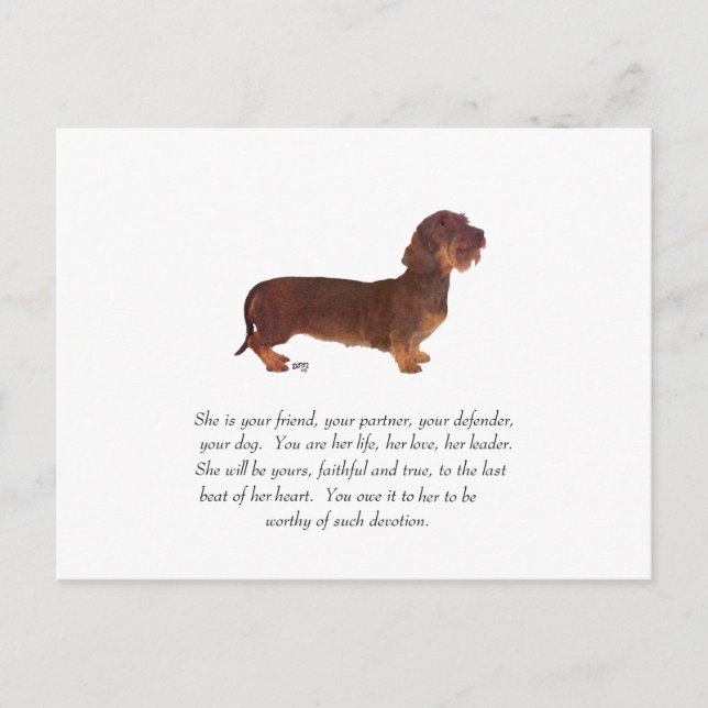 Dachshund Keepsake - Female Postcard (Front)