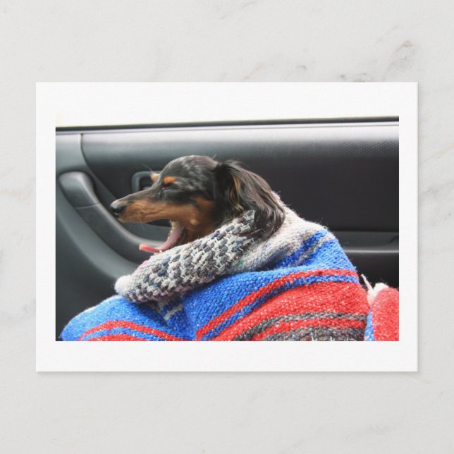 Dachshund little yawn. postcard (Front)