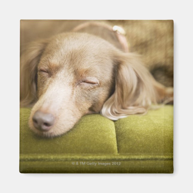Dachshund Magnet (Front)