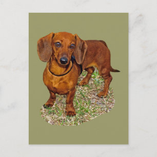 Dachshund Miniature Gift Postcard