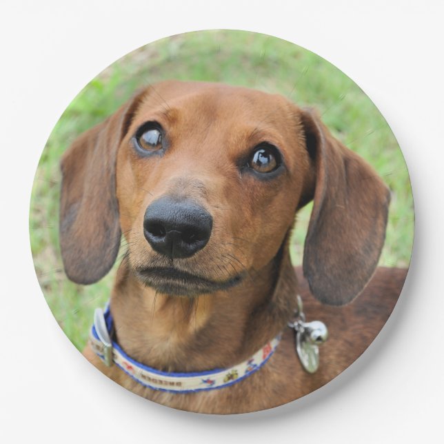 Dachshund Paper Plate (Front)